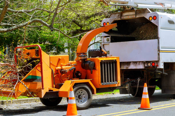 Professional  Tree Services in Point Roberts, WA